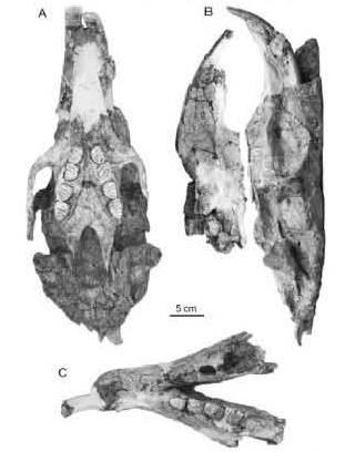 Isostylomys laurillardi fossil material (MNHN 2187)