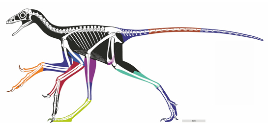 Anchiornis reconstructed body outline.