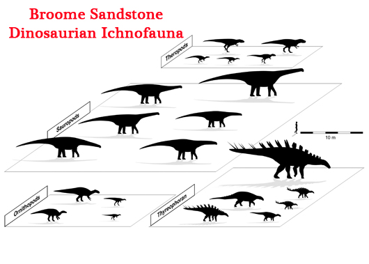 The dinosaur biota as illustrated by trace fossils (Broome sandstones).
