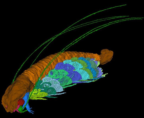 An image (computer generated) of the Silurian Arthropod Cascolus ravitis.