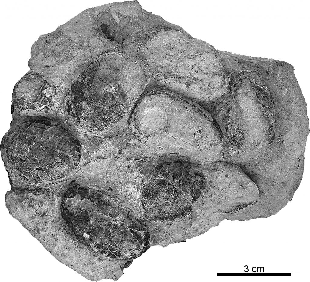 Suchoolithus portucalensis fossil eggs.