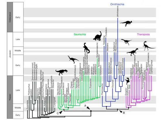 Re-drawing the dinosaur family tree.