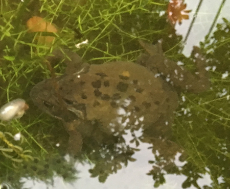 Mating frogs (2017).