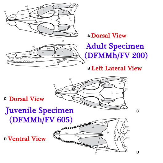 Knoetschkesuchus skull illustrations