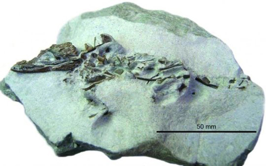Knoetschkesuchus langenbergensis fossil material (larger specimen).