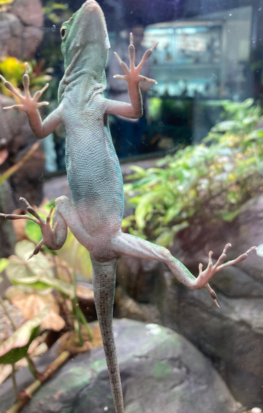 An Anole lizard climbs a window,