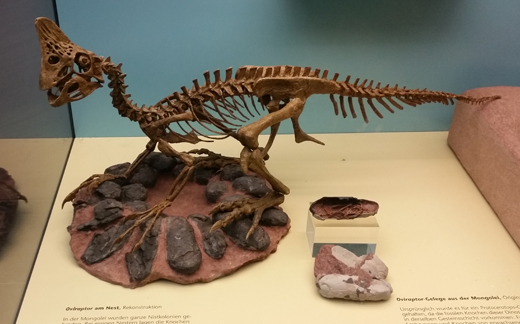 An Oivraptor fossil with nest.