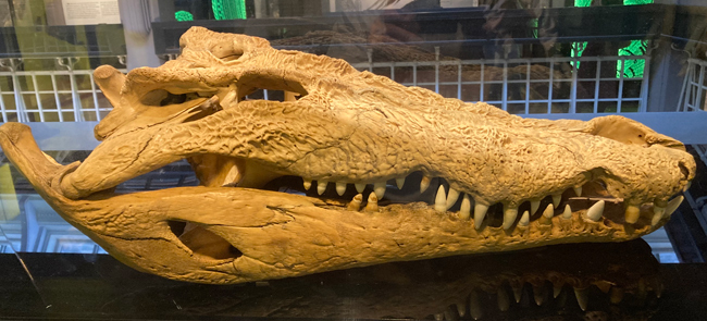 Saltwater crocodile skull.