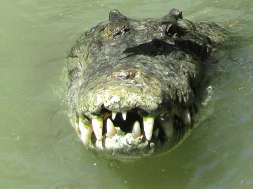 Saltwater crocodile (Estuarine crocodile).