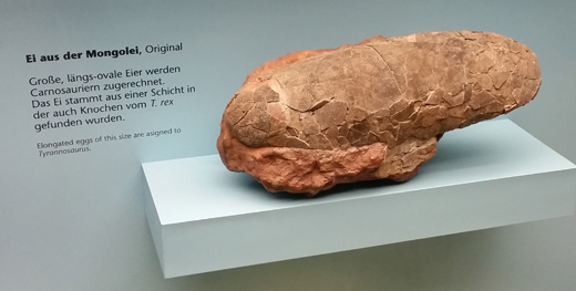 A dinosaur egg fossil.