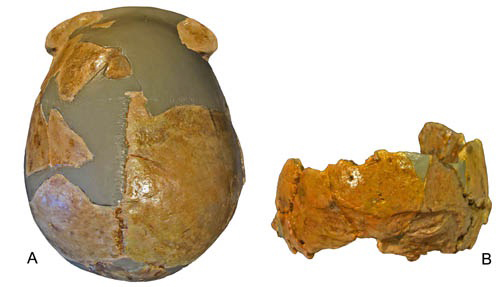 Ancient hominin fossil skull from China.