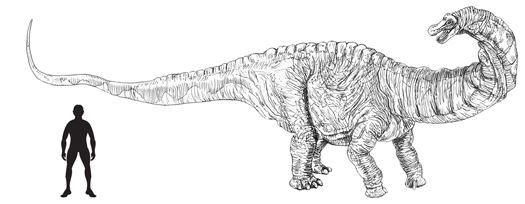Apatosaurus scale drawing.