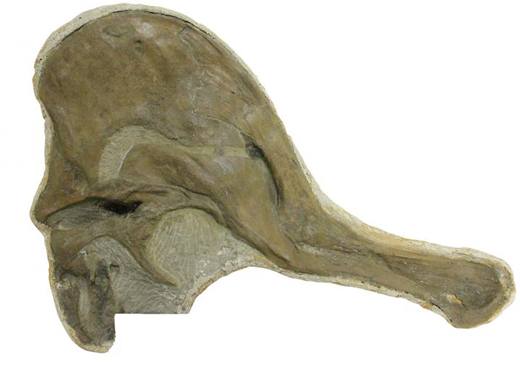 Corythosaurus fossil skull.