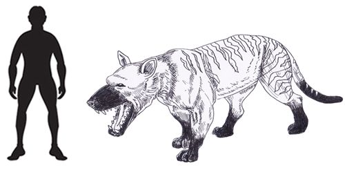 Hyaenodon gigas scale drawing.