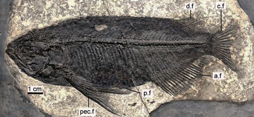 The holotype fossil material of S. sinensis.