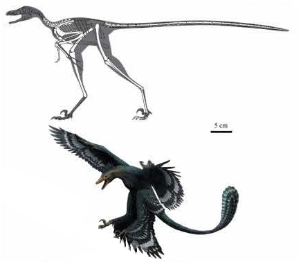 Skeletal drawing and illustration of Zhongjianosaurus.