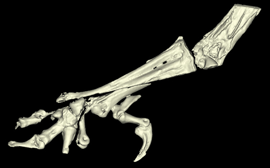3-D image of the right lower leg of a fossil bird.