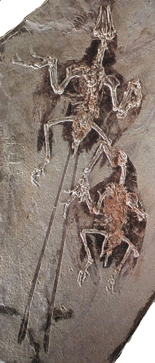Confuciusornis fossil birds.