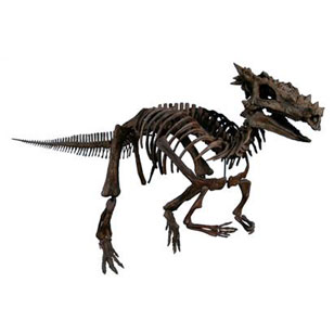 Reconstruction of Dracorex.