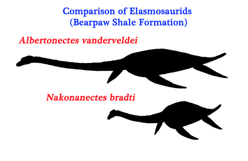 Elasmosaurid neck size comparison.