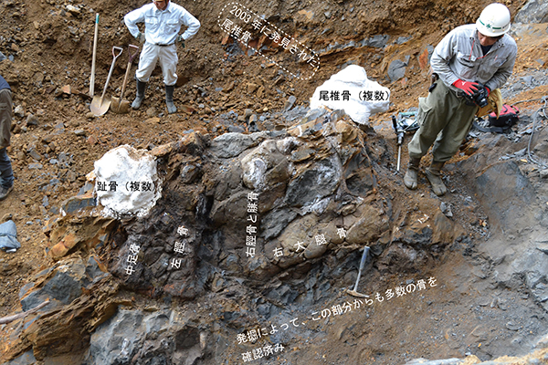 Part-way through the Japanese dinosaur excavation.