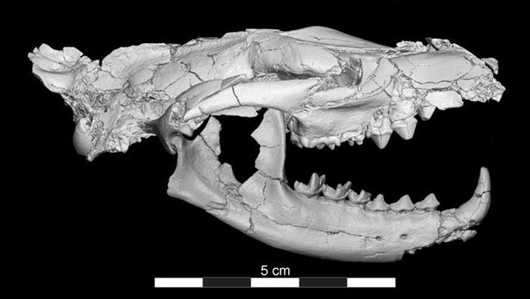 Skull and jaws of Masrasector nananubis.