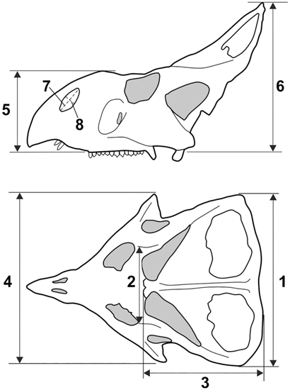 Assessing sexual dimorphism in Protoceratops.