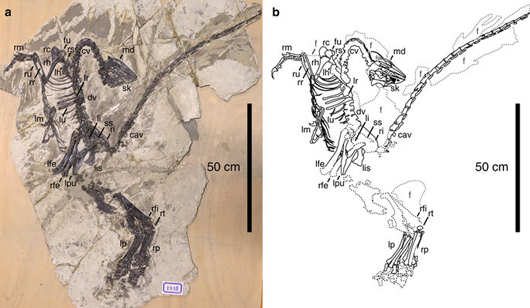 Line drawing (right) and photograph (left) of J. tengi fossil specimen.