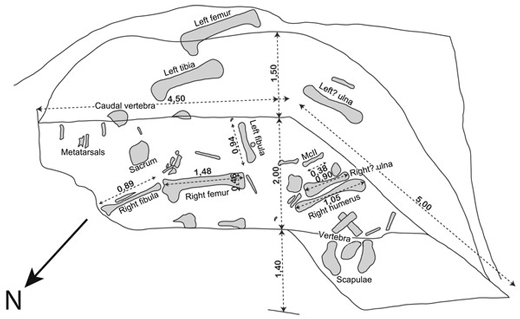 The layout of the bones of Vouivria.