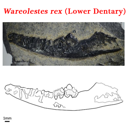 Jawbone and line drawing of Wareolestes jawbone fossil.