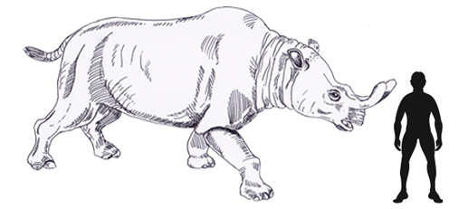 Brontotherium Scale Drawing