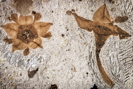Two Buckthorn flower fossils.