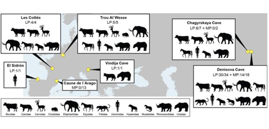 DNA analysis identifies cave inhabitants.