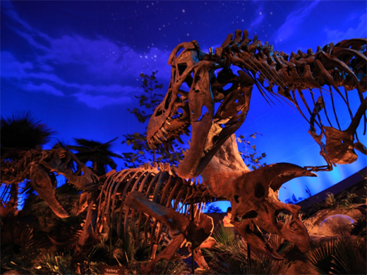 Tyrannosaurs on display.