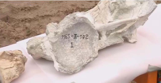 Yanji City dinosaur fossils (vertebrae).