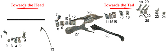 Eolambia fossils.