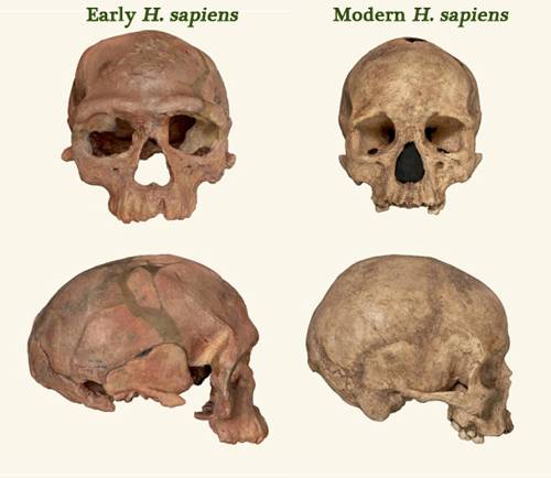 Comparing Homo sapiens skull material.