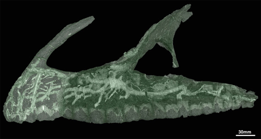 Neovenator skull scan reveals neurovascular structures.