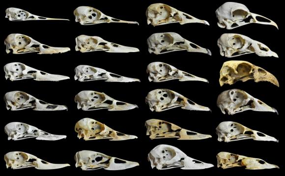 Anseriformes - skulls variation due to dietary preferences.
