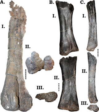 Montana Camarasaurus limb elements.
