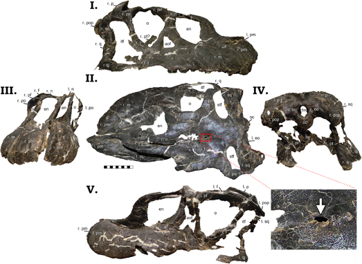 Camarasaurus skull material.
