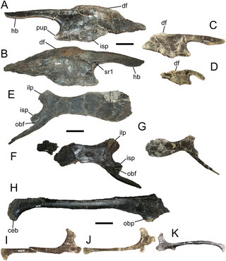Eolambia pelvic fossils.