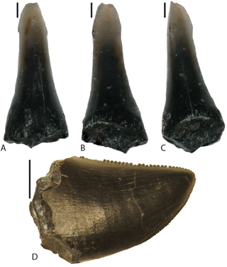 Teeth found in association with Eolambia fossil material.