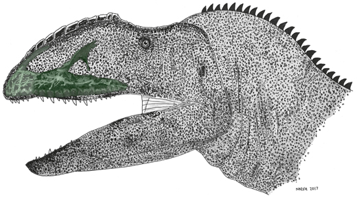 The skull of Neovenator showing the upper jaw bones.