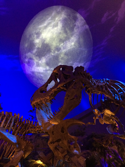 Dinosaurs on display.