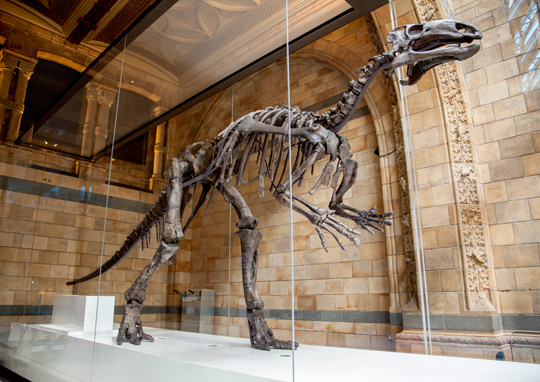 UK Dinosaurs - Mantellisaurus on display.