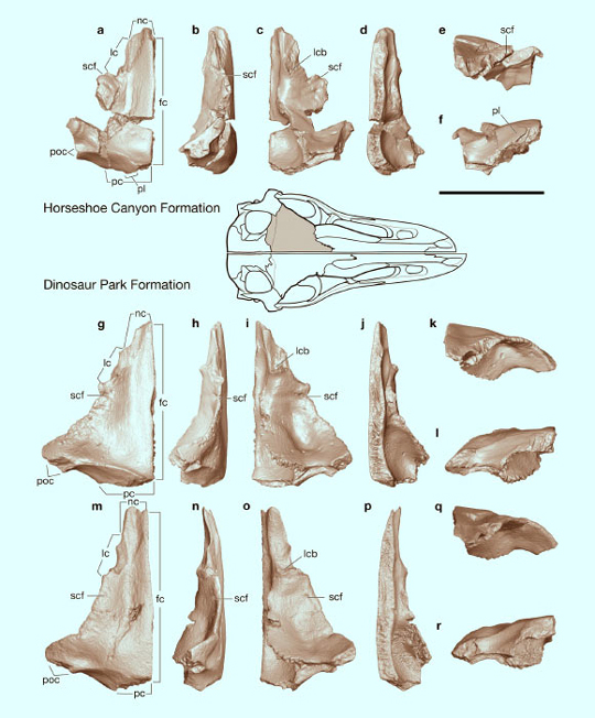 Troodontid skull bone comparison.