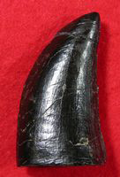 Lateral view of the Japanese Tyrannosaur tooth.