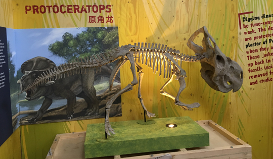 Protoceratops specimen.