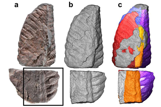 Fossil and scans of bizarre Precambrian life form.
